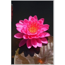 nymphae celebration - nilüfer